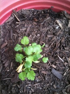 cilantro seedlings