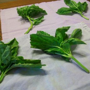 How to Store Basil: An&nbsp;Experiment