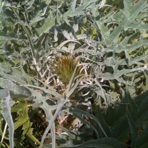 Cynara Cardunculus (Wild&nbsp;Artichokes)