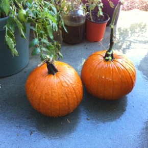 Homemade Pumpkin Puree And My Random Pumpkin&nbsp;Plant