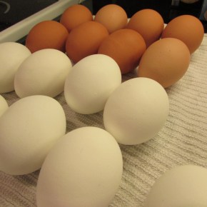 Coloring Brown Eggs vs. White Eggs: An&nbsp;Eggsperiment