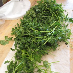 Cheat Codes: Storing&nbsp;Cilantro