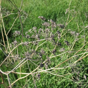 Foraging Free Food – Fennel&nbsp;Seed